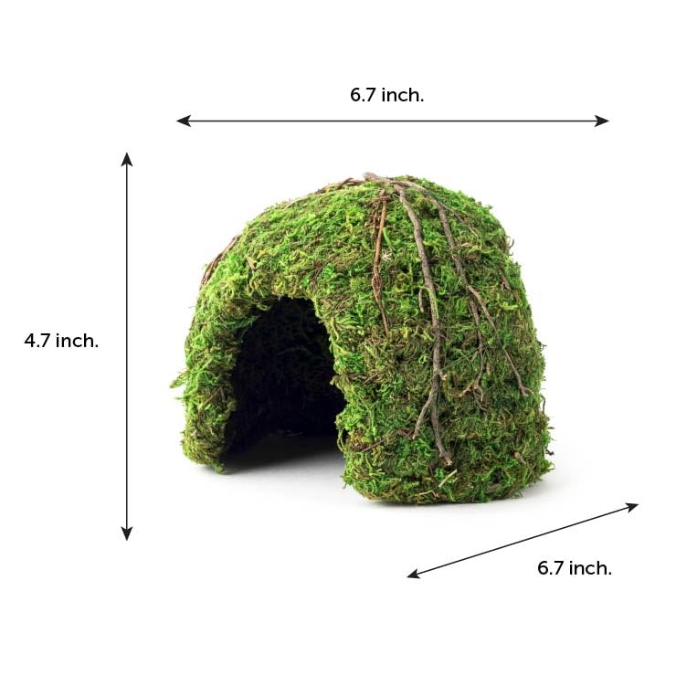 Galapagos Mossy Dome dans terrarium montrant confort et camouflage