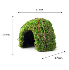 Galapagos Mossy Dome dans terrarium montrant confort et camouflage