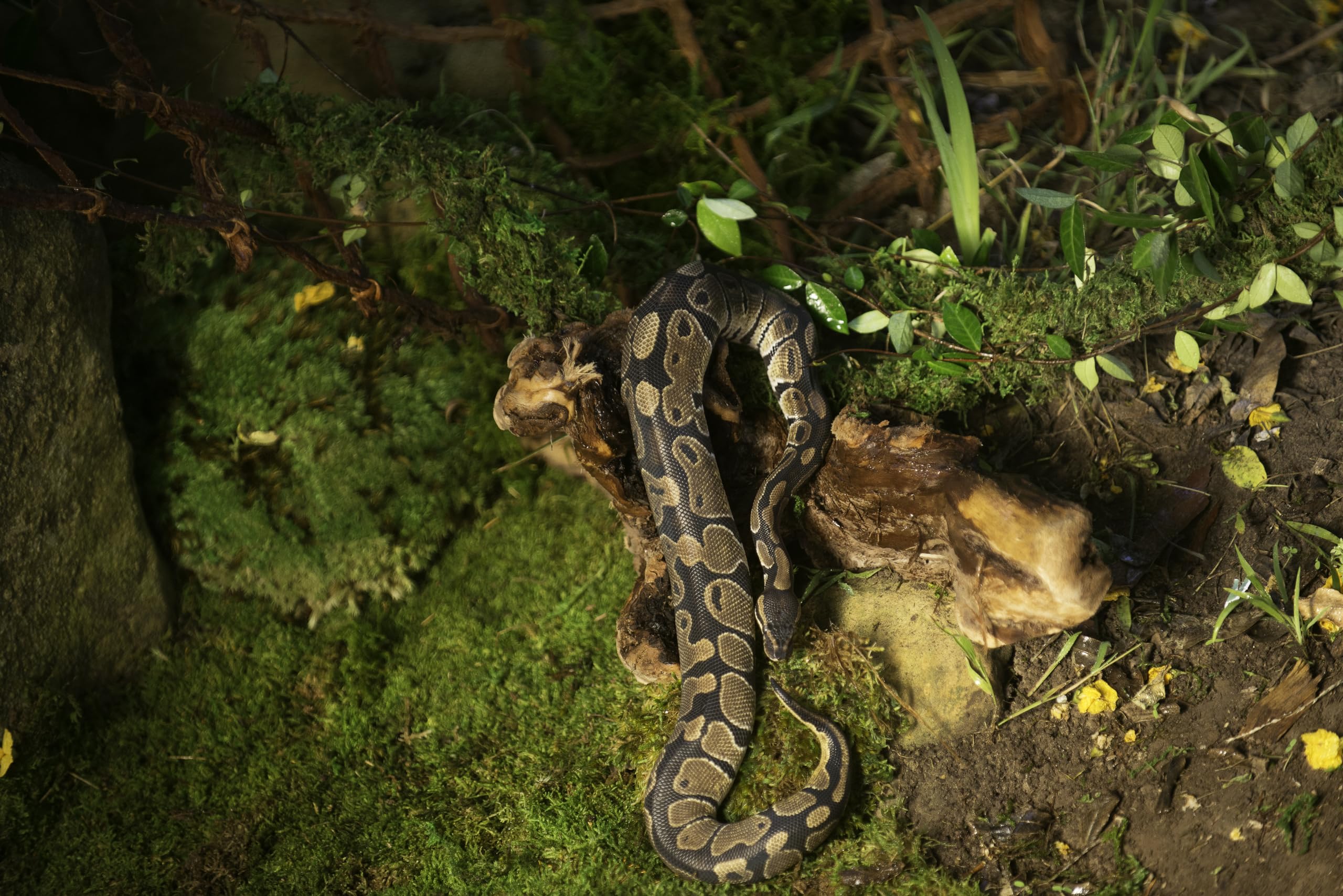 Galapagos mousse installée dans terrarium, créer cache humide pour amphibiens