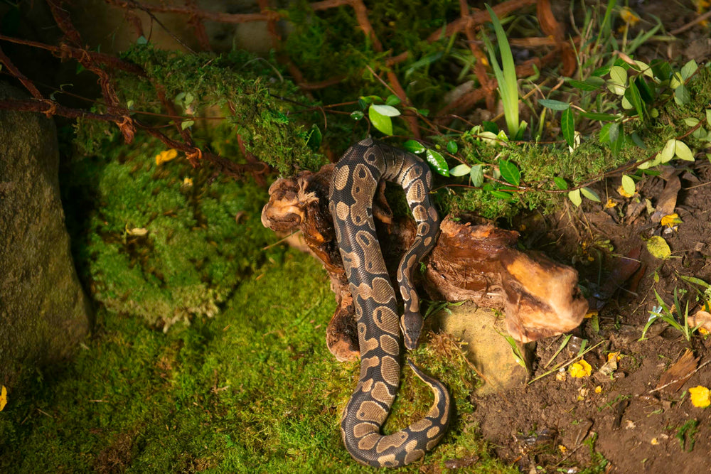 Galapagos mousse installée dans terrarium, créer cache humide pour amphibiens