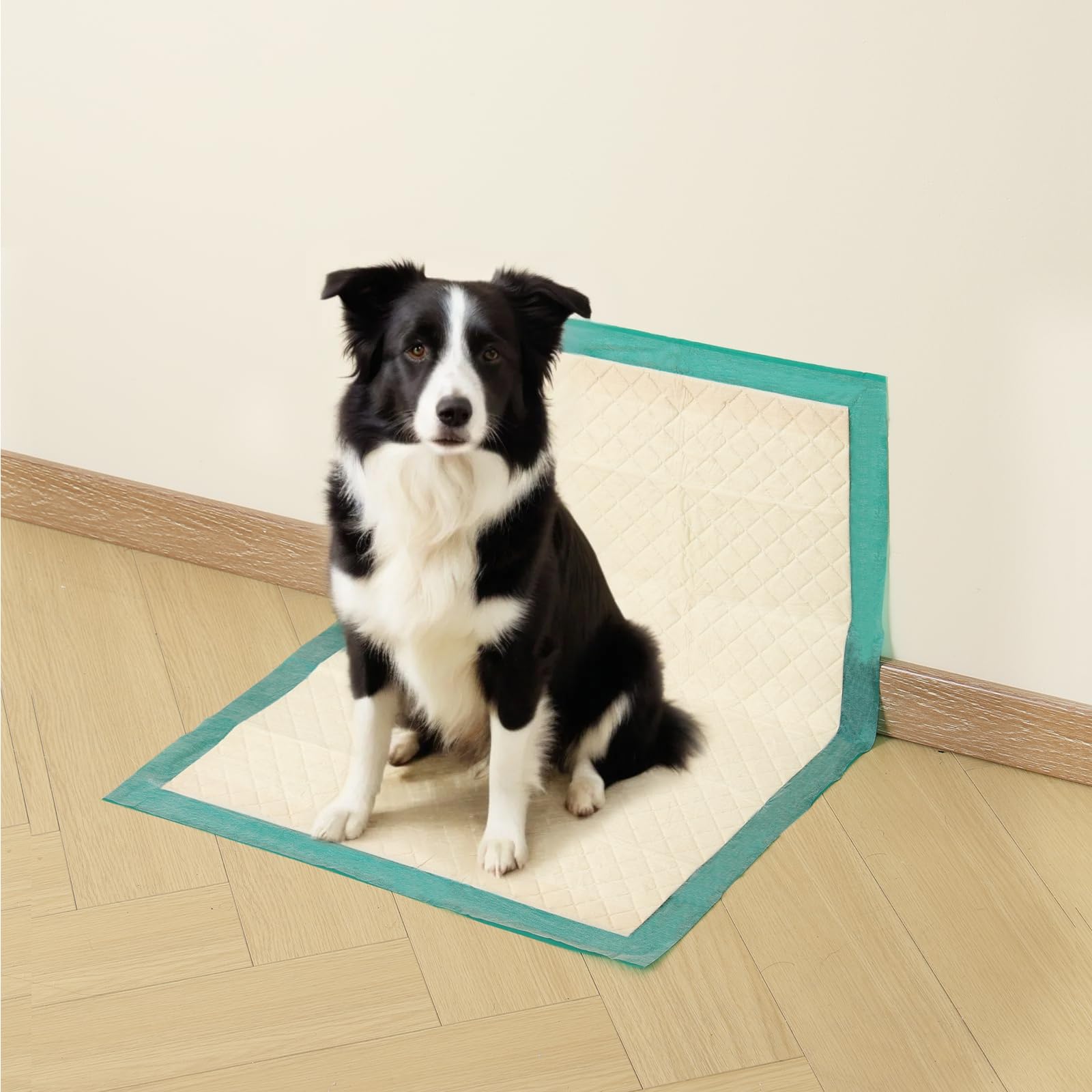 gardner pet chien assis sur tapis illustrant confort et calme