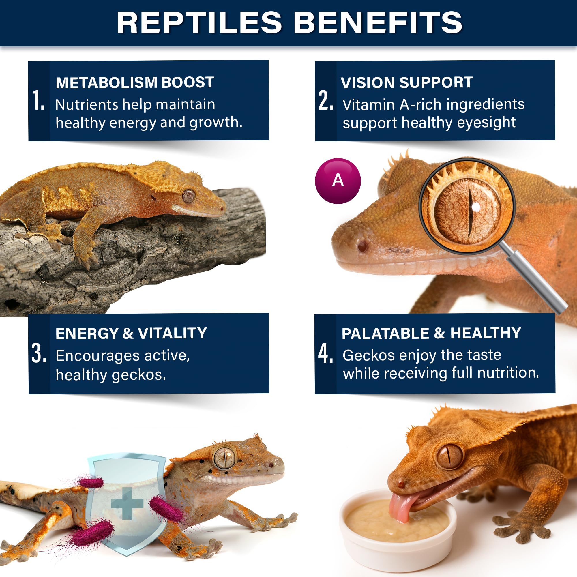 Gargeer bol servi à un gecko, favorisant appétit nocturne