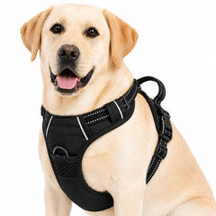 Gavpepy harnais vue avant montrant fixation et contrôle pour promenades plus sûres
