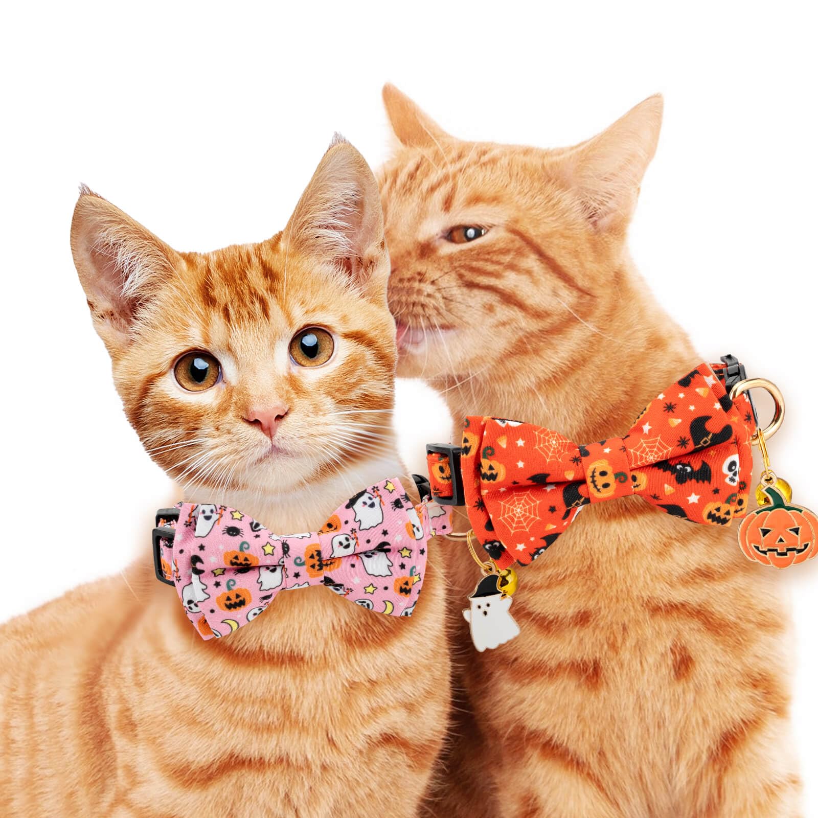 Gelwoo scène de vie chaton portant le collier, look élégant pour occasions et quotidien