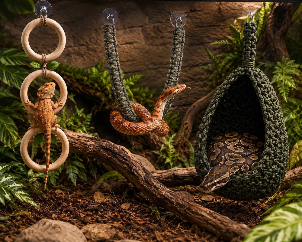 generic kit complet installé dans terrarium illustrant enrichissement