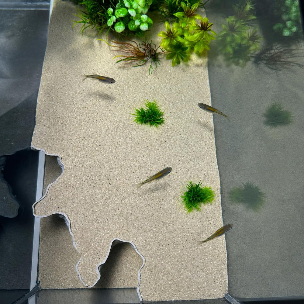 Generic grotte poisson à l'intérieur refuge sécurisé et réduction du stress