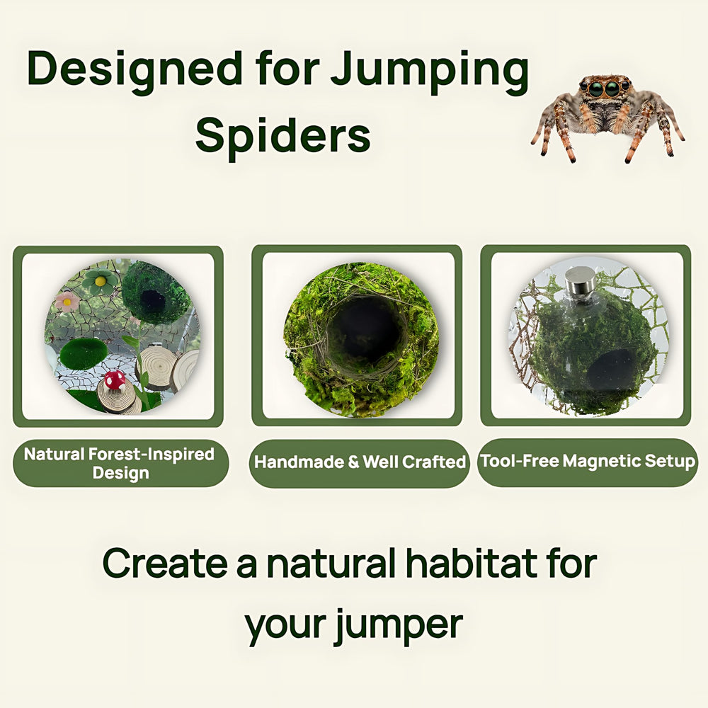 Generic kit installé dans terrarium montrant ambiance naturelle et exploration