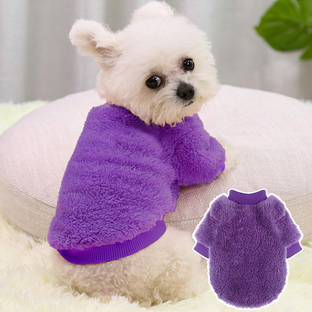 Generic chien dans un décor extérieur portant le pull, Generic look mignon pour promenades