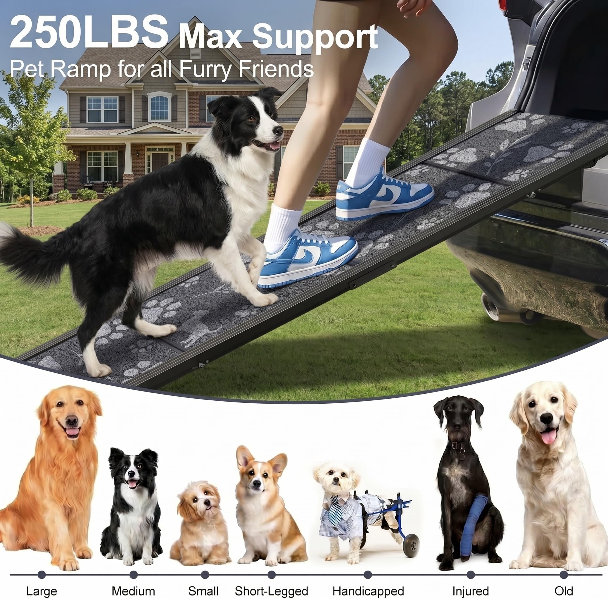 Generic rampe chien bords relevés détaillant sécurité latérale