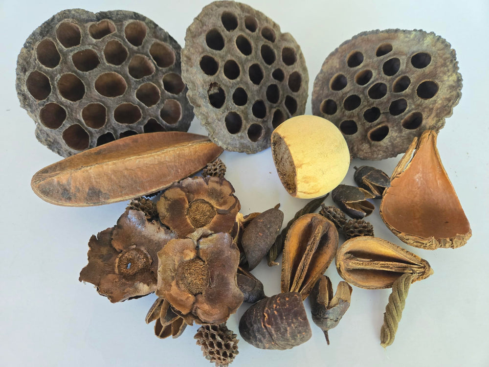 Generic seed pods dans aquarium illustrant cachette sûre pour crevettes