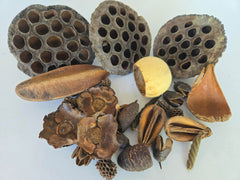 Generic seed pods dans aquarium illustrant cachette sûre pour crevettes