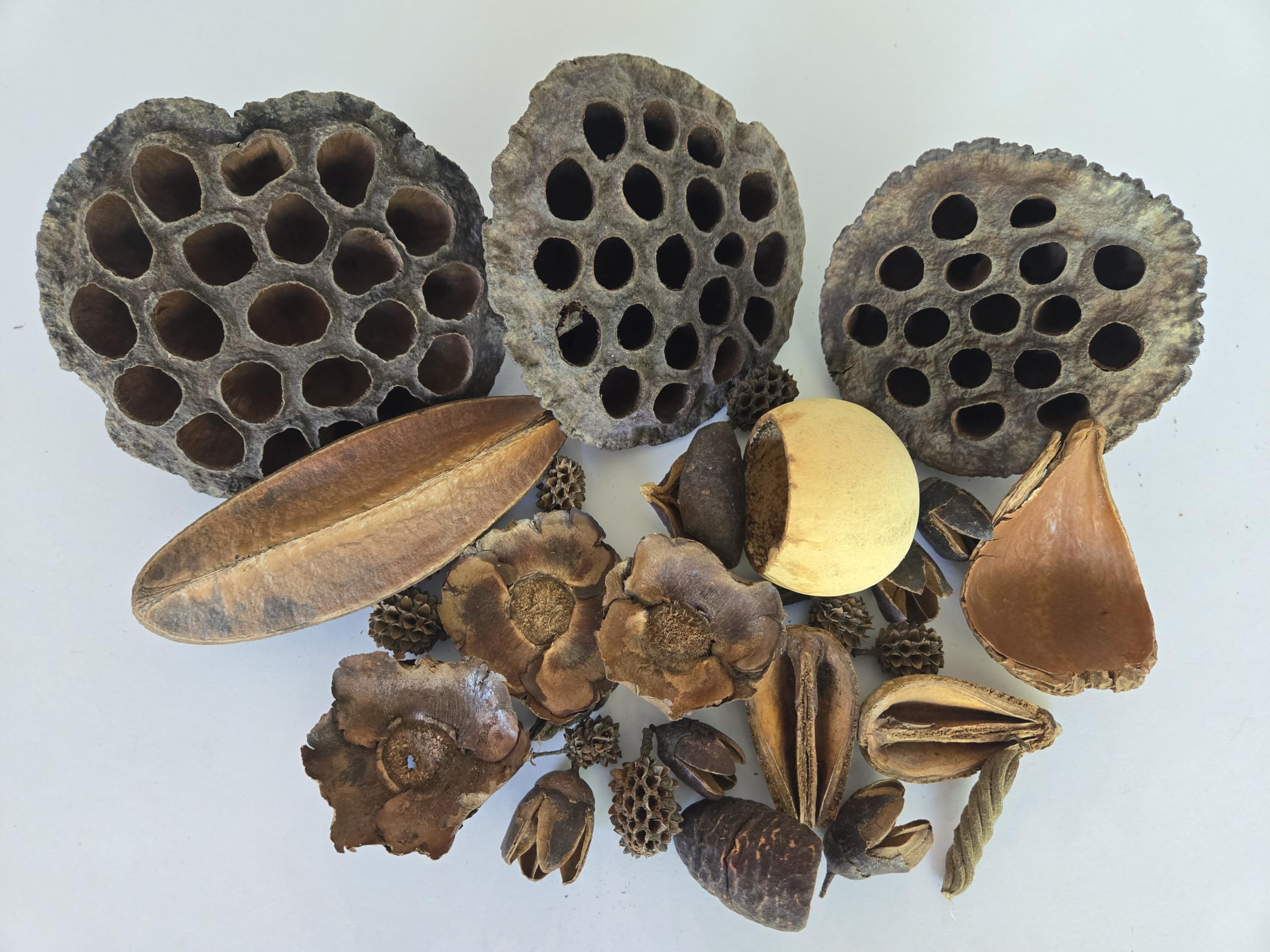 Generic seed pods comparaison taille dans main aidant à visualiser échelle