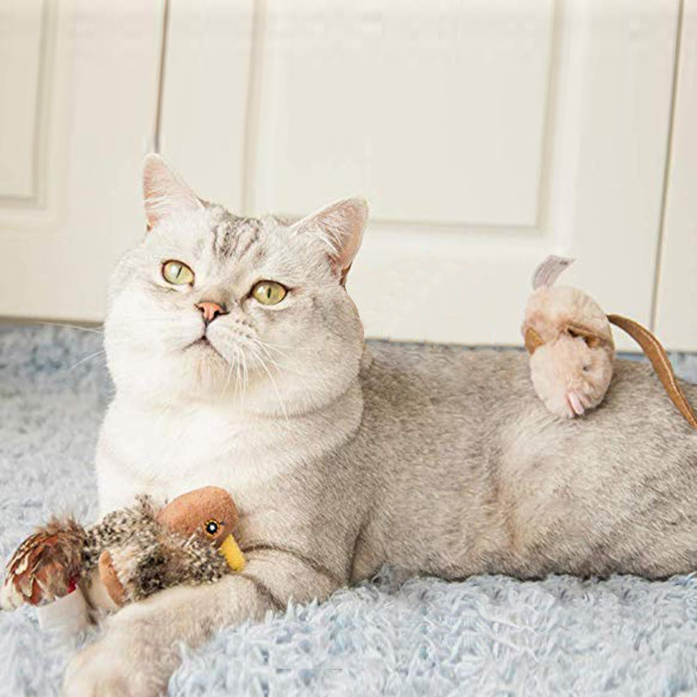 Gigwi souris entre les pattes du chat encourageant poursuite et exercice
