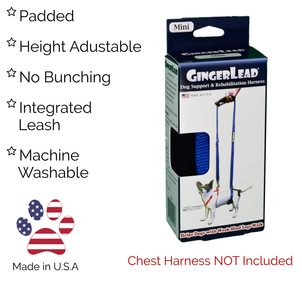 GingerLead comparaison taille avec teckel illustrant ajustement précis