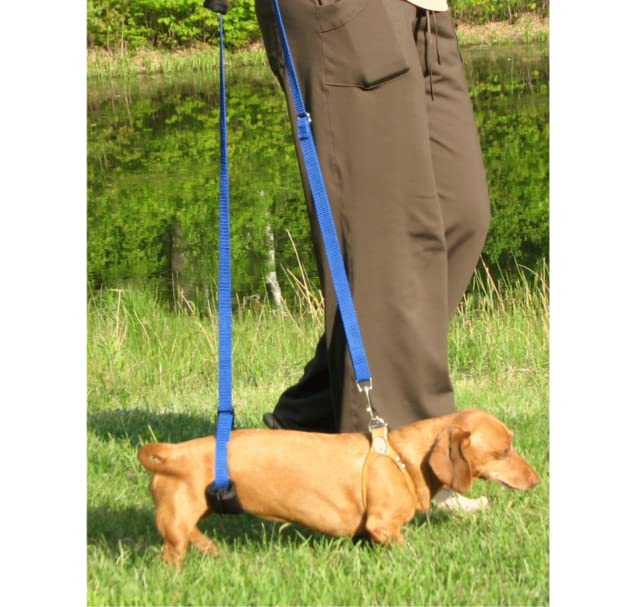 GingerLead sangle posée à côté d'un harnais de poitrine compatible