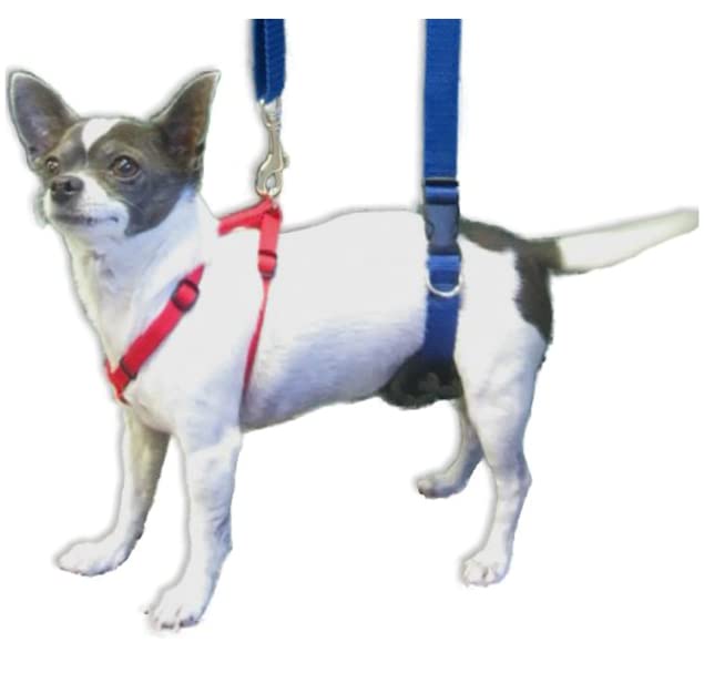 GingerLead chien en promenade illustrant aide à la mobilité quotidienne