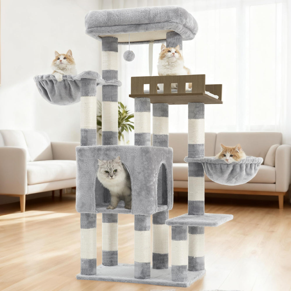 Gitelsnour comparaison à l’échelle illustrant dimensions adaptées aux grands chats