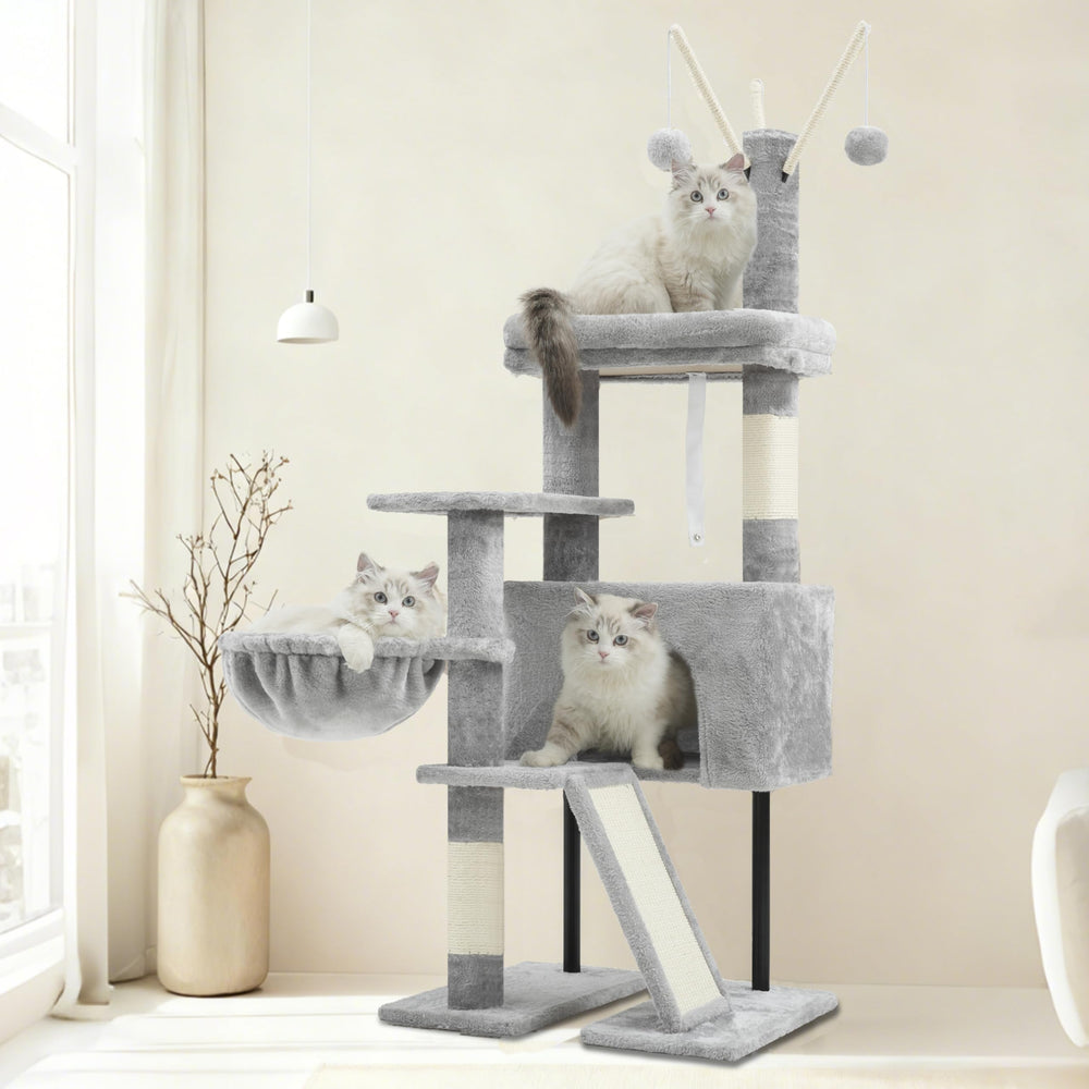 Gitelsnour photo montrant échelle et proportions pour petits chats et chatons