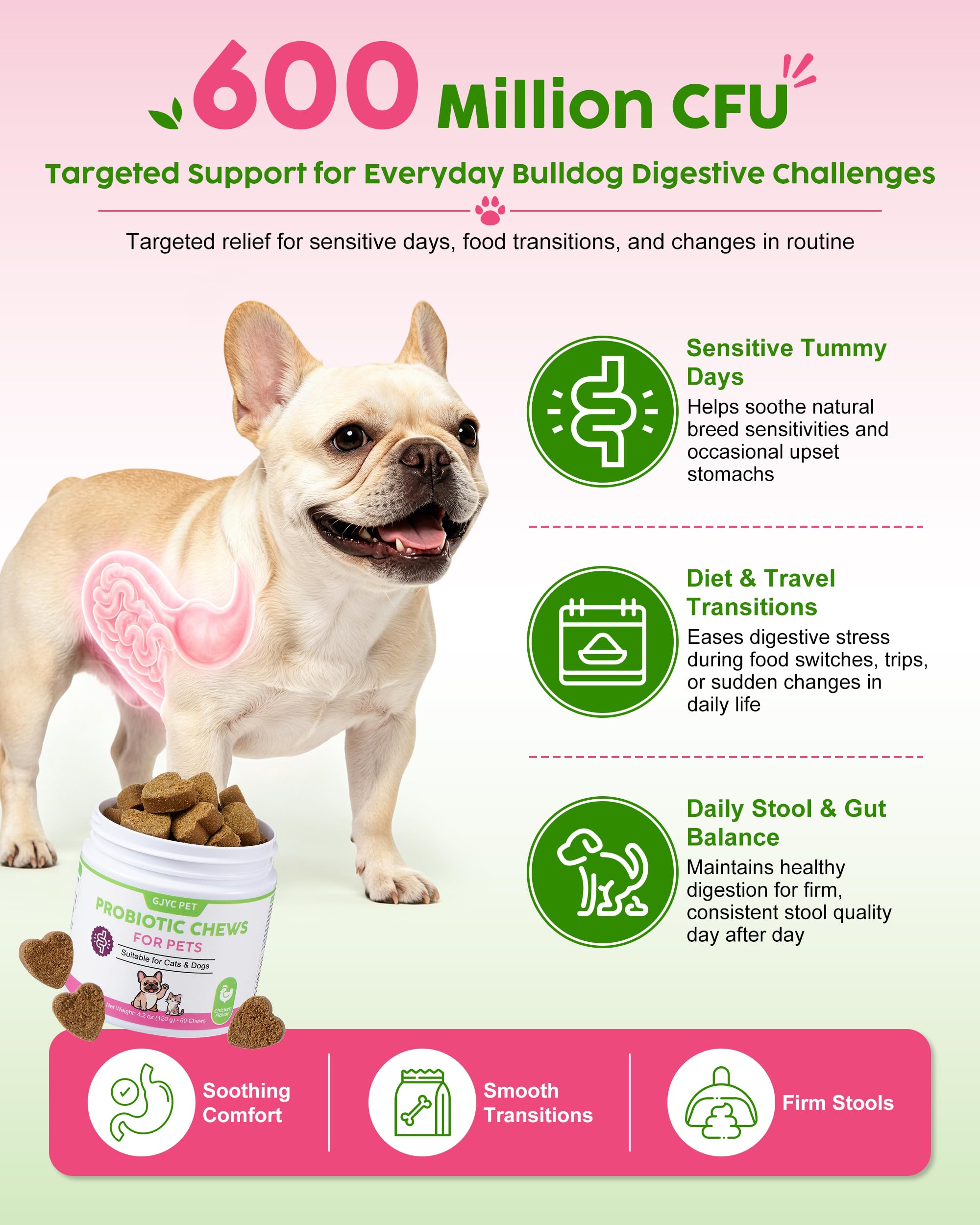 GJYC PET avec bouledogue acceptant la friandise, soutien appétence immédiate