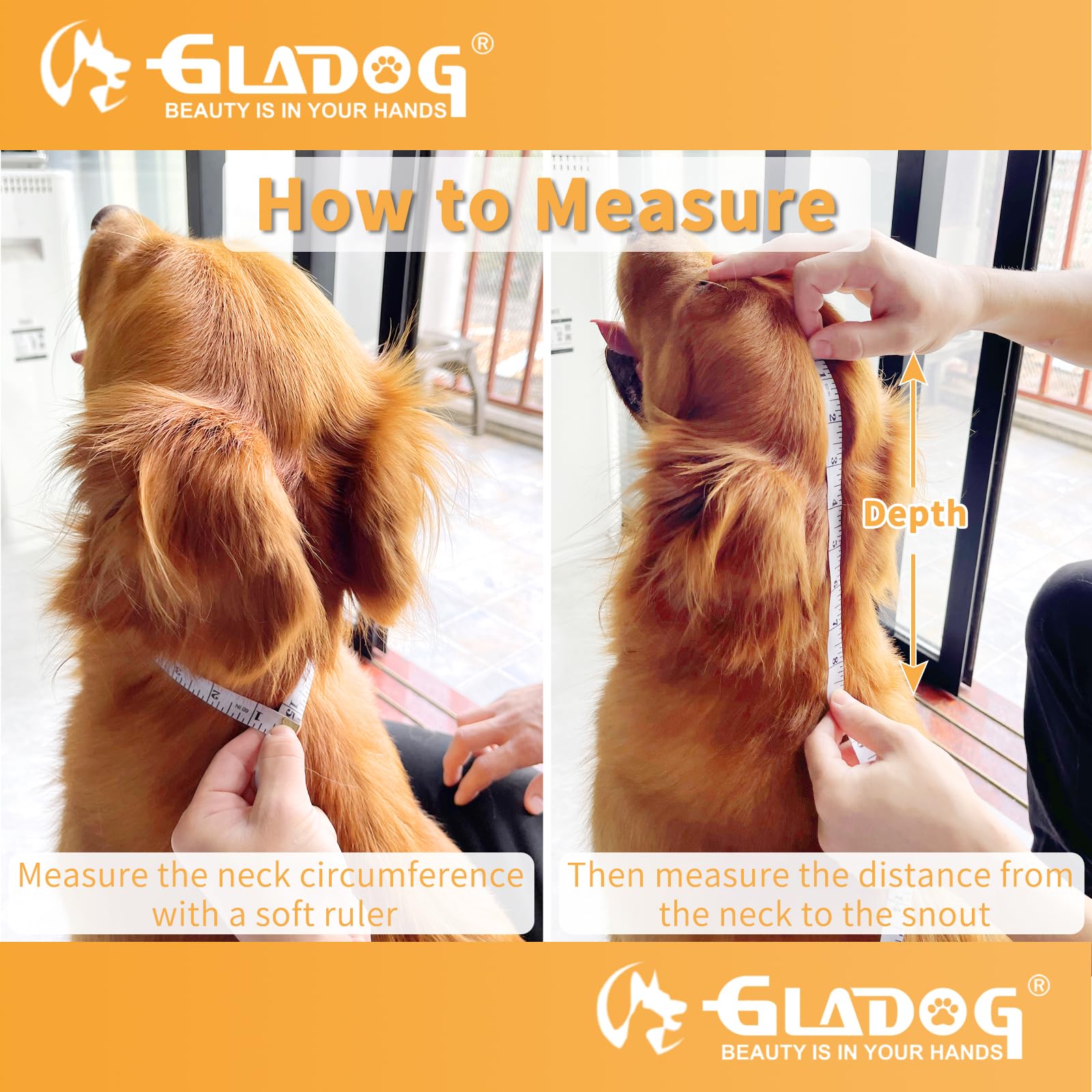 GLADOG collier porté par un chien, permet manger et bouger librement