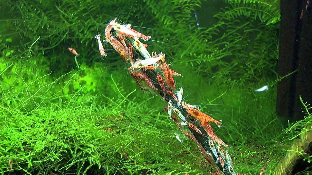 Bâtonnet GlasGarten enfoncé dans le substrat, stimule alimentation naturelle