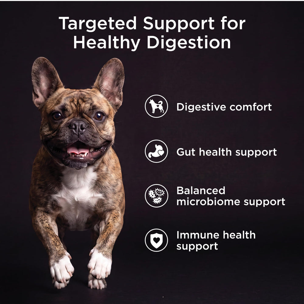 Go! Solutions bol servi avec saumon attirant appétit du chien