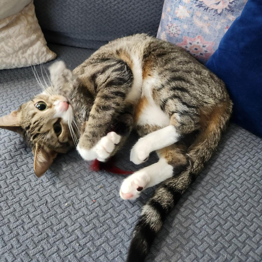 GoCat Da Fur Thing gros plan fourrure de lapin pour stimulation tactile