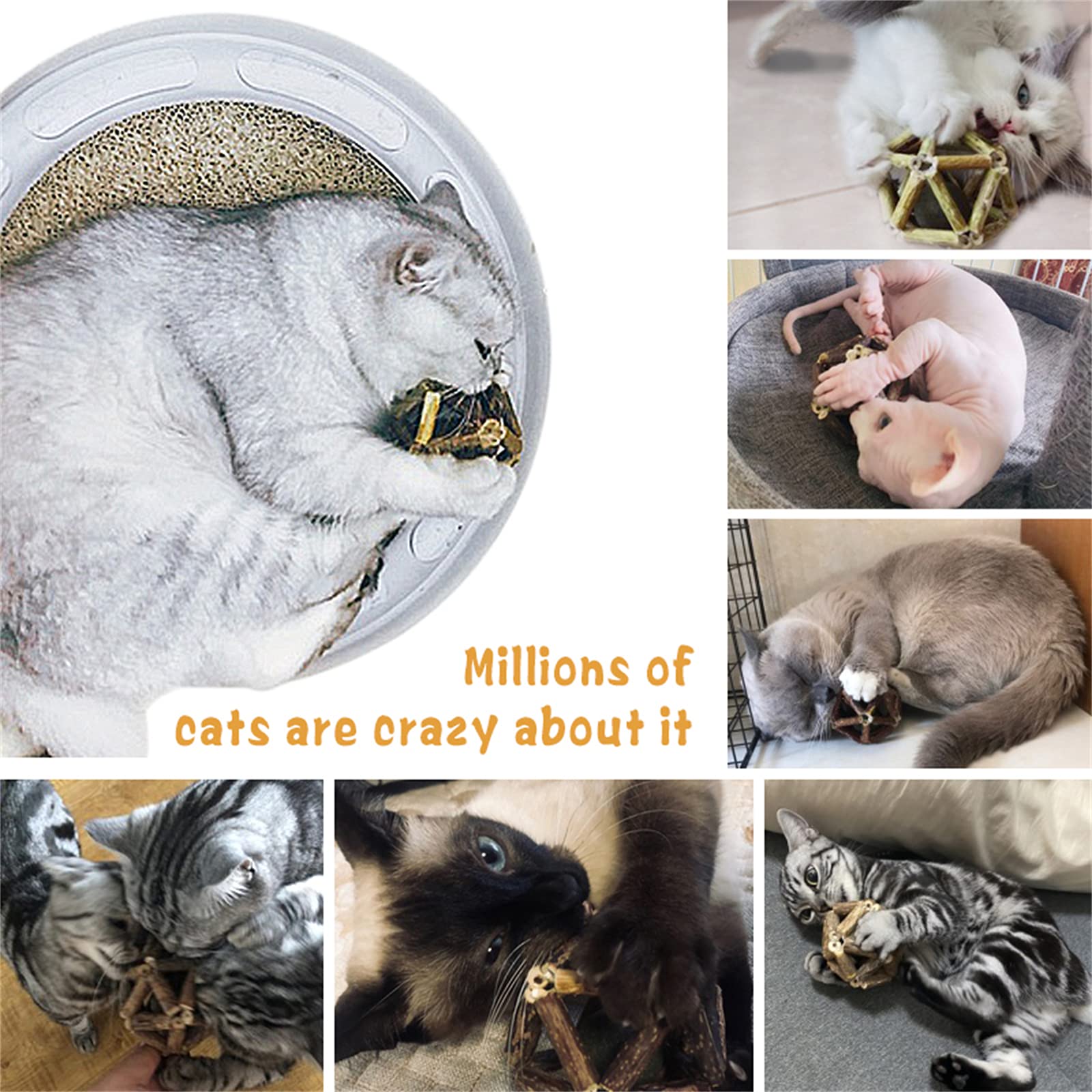 Gochanmon comparaison taille, montre échelle pour chatons et adultes