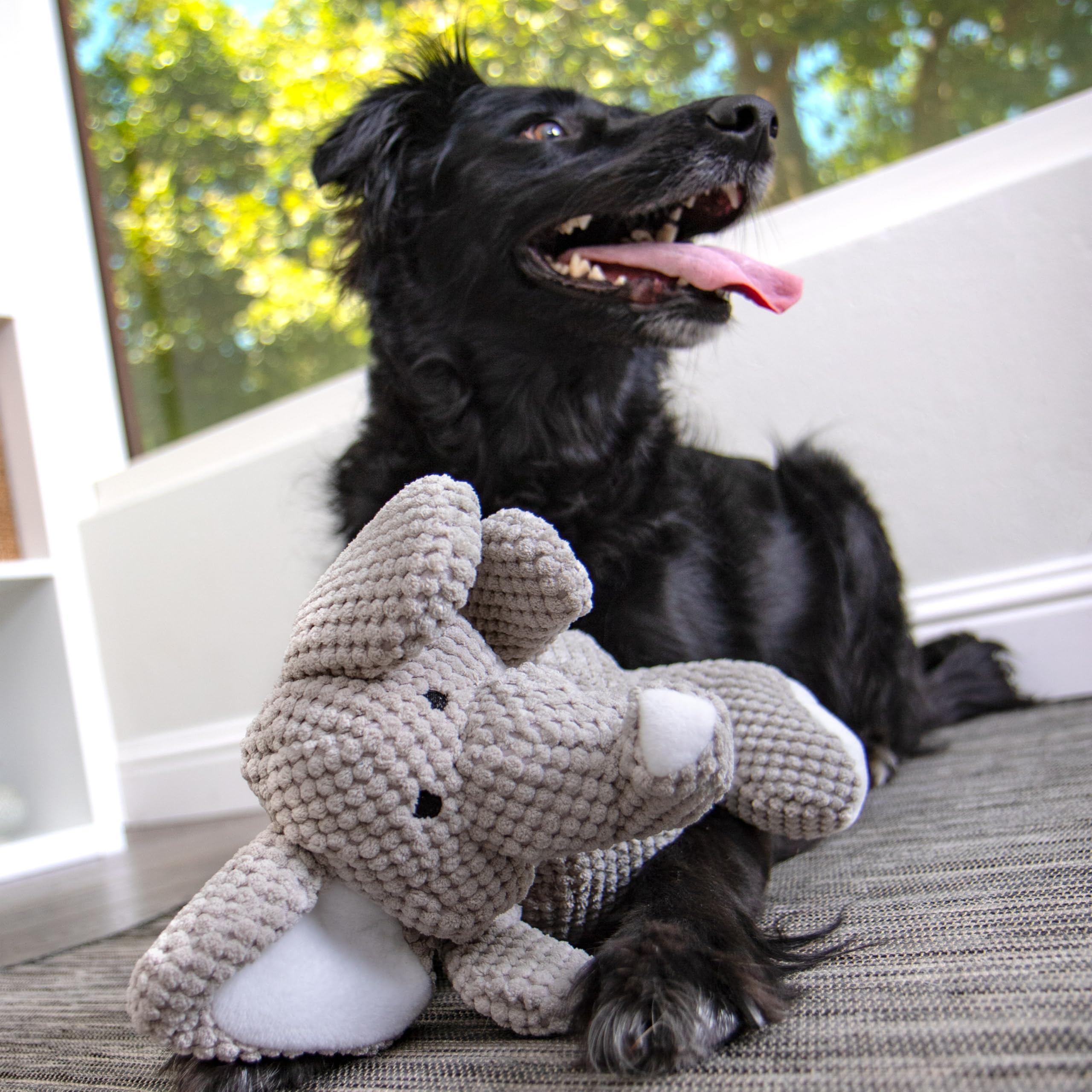 goDog comparaison taille grand montrant proportions pour chiens actifs
