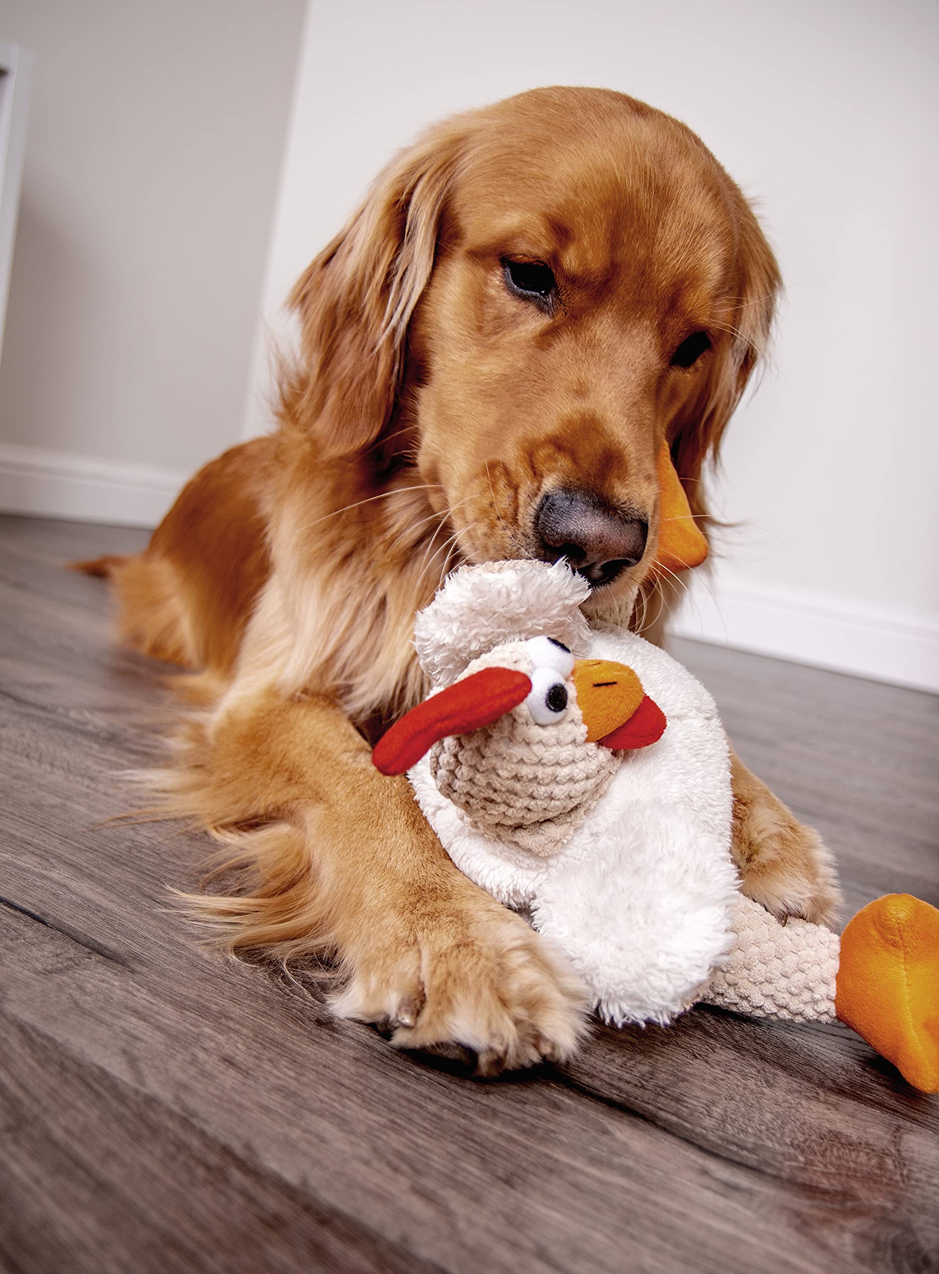 goDog comparaison taille montrant proportions idéales pour gros chiens