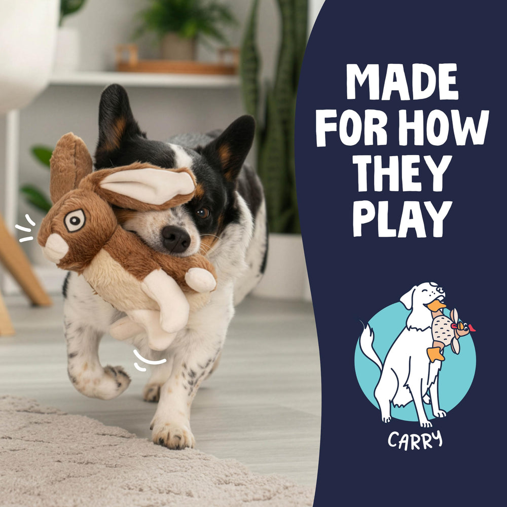 goDog comparaison taille avec chien pour évaluer adéquation