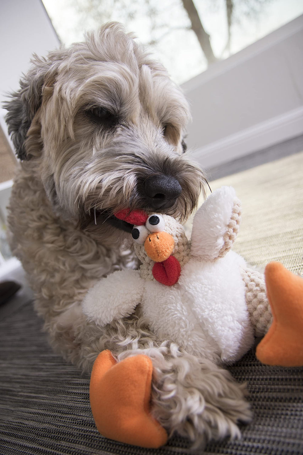goDog coq en action lancé pour encourager rapport et exercice