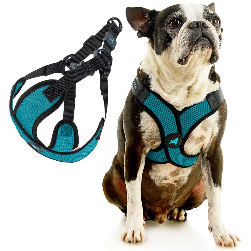 Chien portant Gooby harnais pendant promenade, maintien sûr
