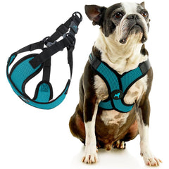 Chien portant Gooby harnais pendant promenade, maintien sûr