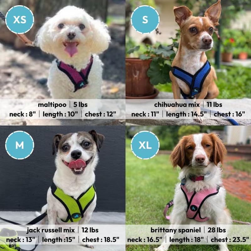 Gooby harnais porté par petit chien montrant maintien antidérapant