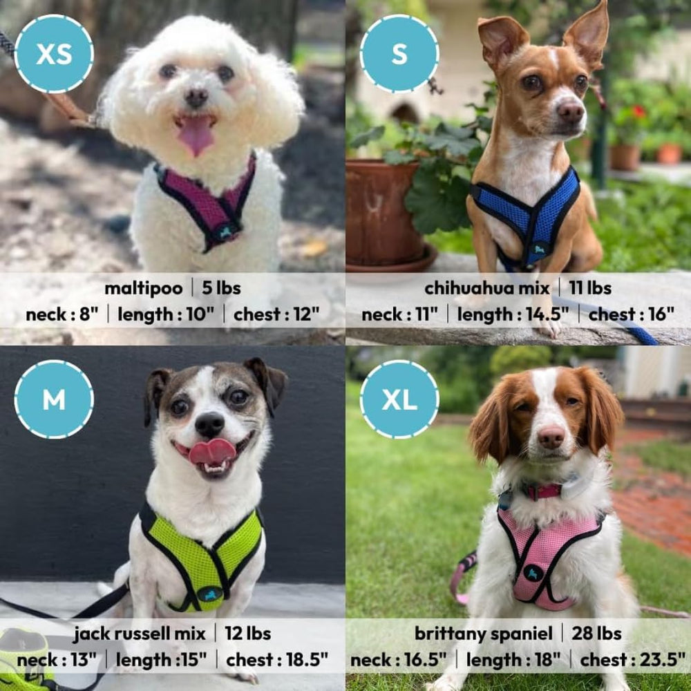 Gooby harnais comparaison taille montrant ajustement et support