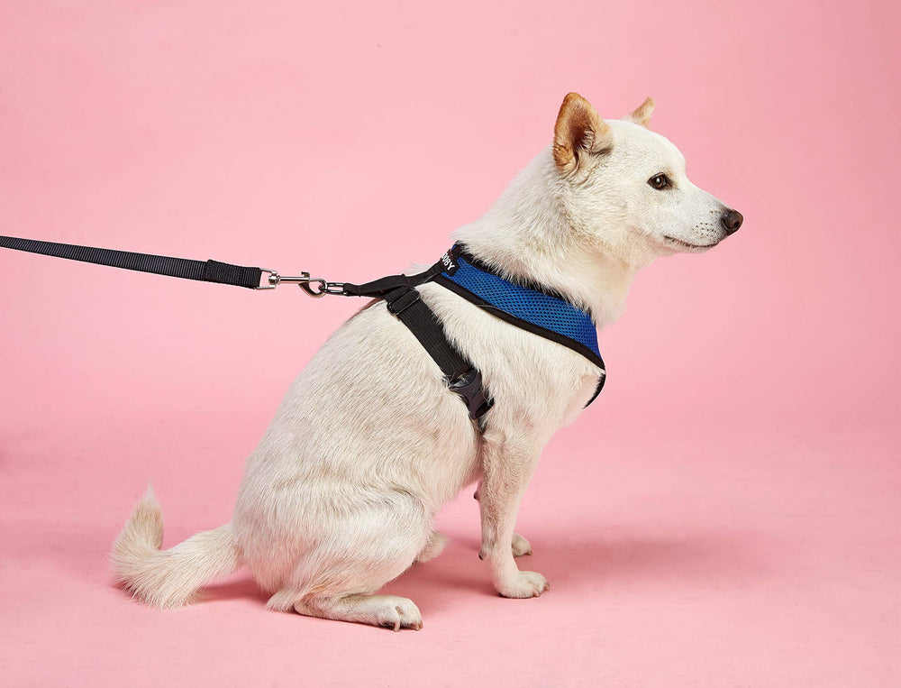 Gooby harnais lifestyle rouge sur chien actif illustrant style et sécurité