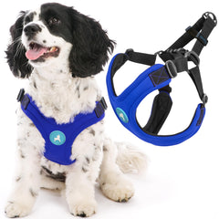 Gooby harnais sport face bleu montrant maintien sûr
