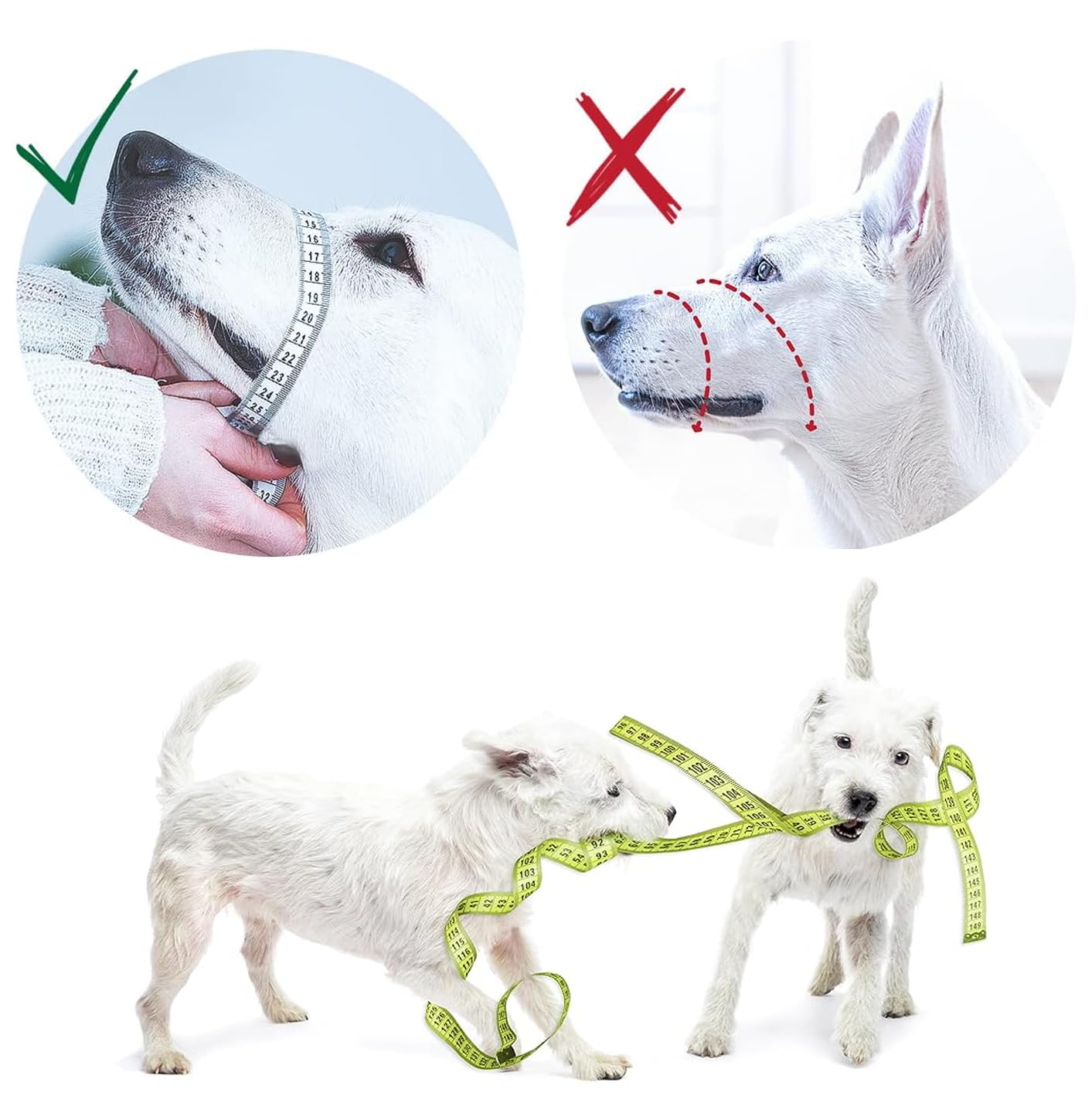 GoodBoy comparaison taille montrant guidage de mesure précis