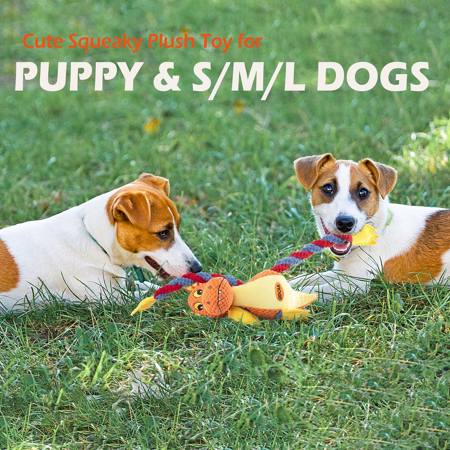 GOOLA chien jouant avec le dragon pour interaction et exercise