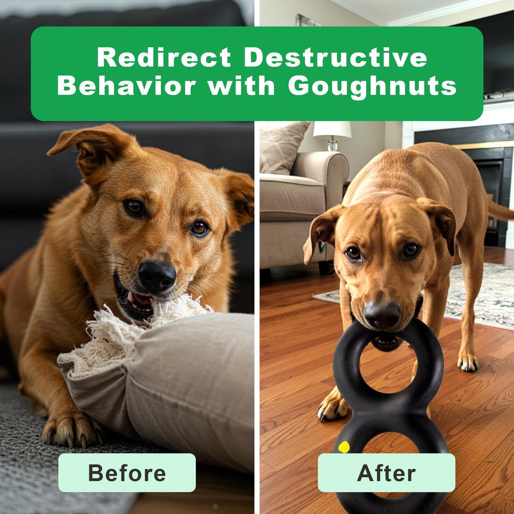 Goughnuts scène extérieure montrant chien de grande race jouant en sécurité