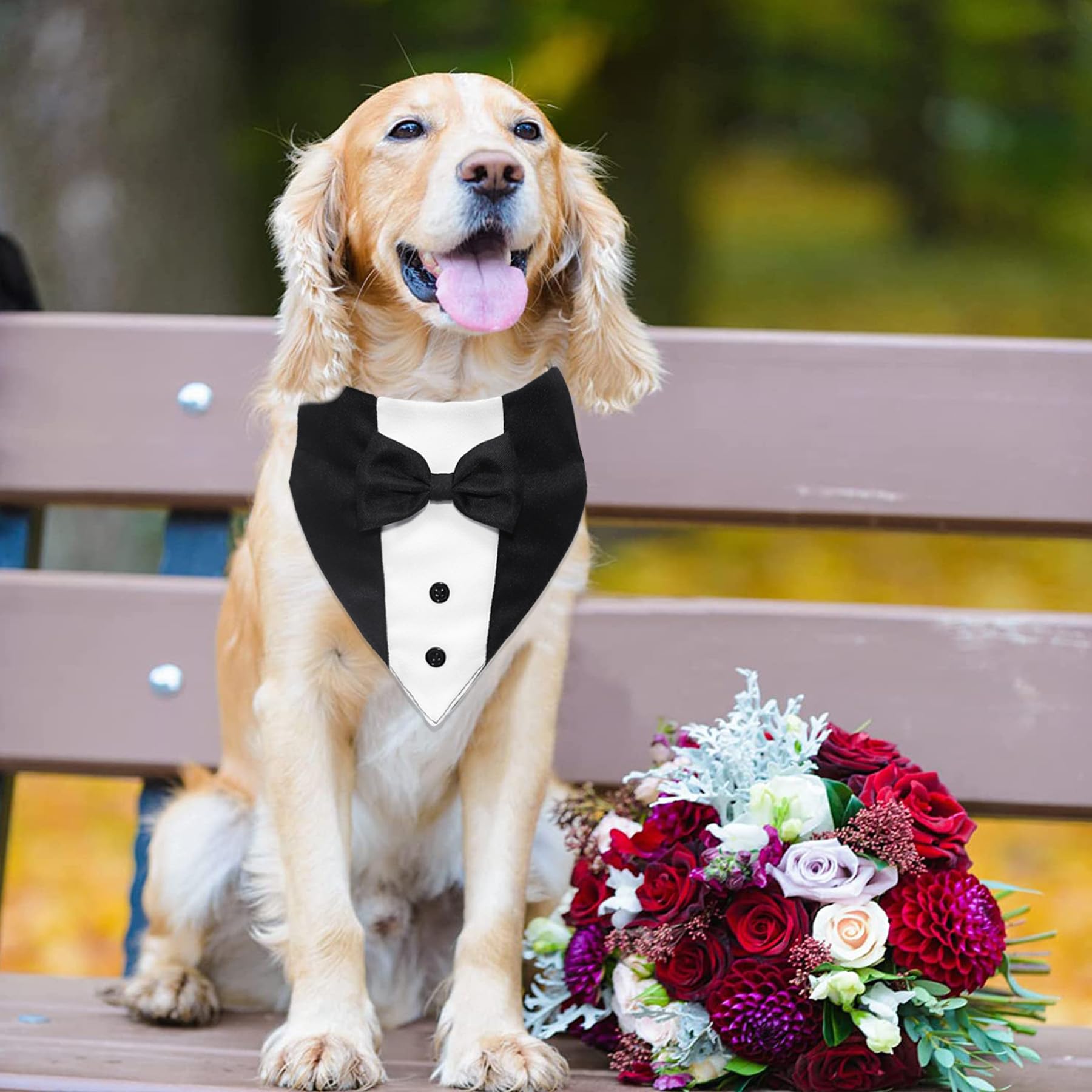 GOYOSWA chien en mariage illustrant look formel et harmonieux