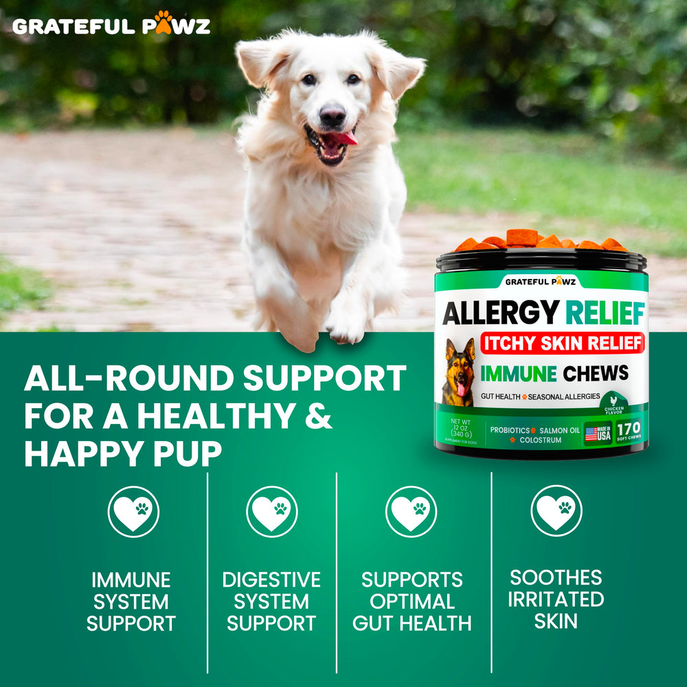 Grateful Pawz chien acceptant la friandise, avantage appétence goût poulet