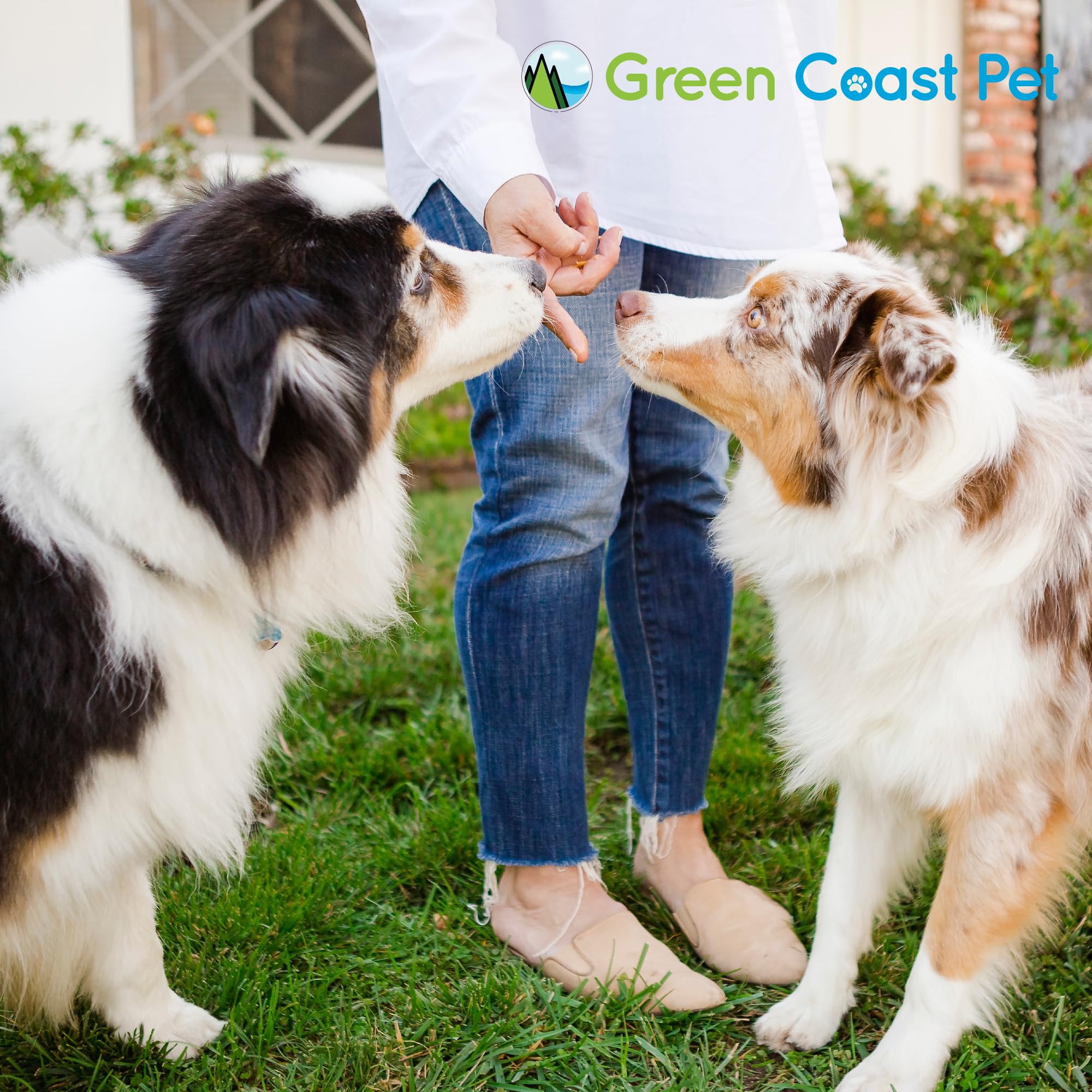 Green Coast Pet scène de vie avec chien gourmand, plaisir en toute sécurité