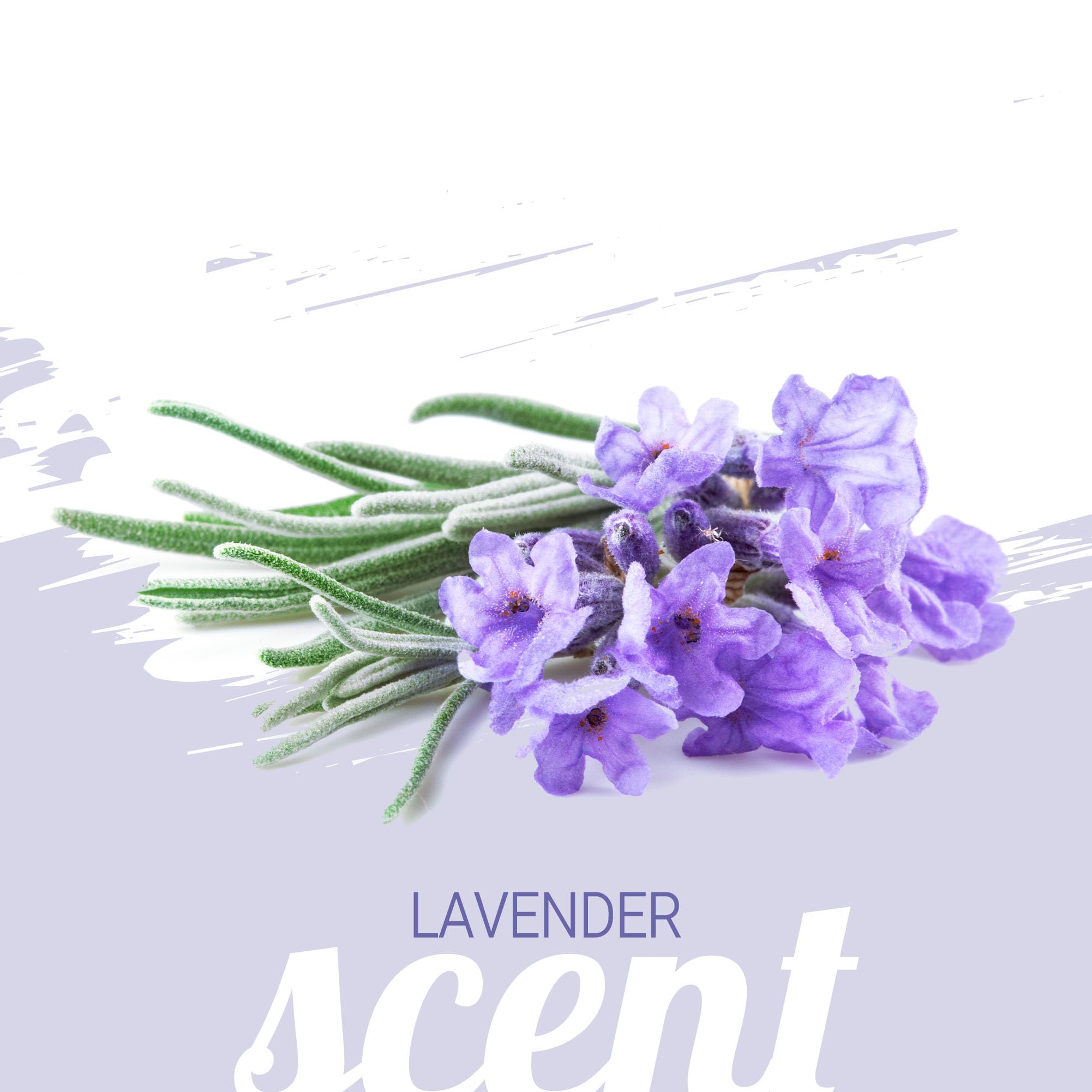 GreenGroom mise en scène lavande et camomille évoquant calme et parfum