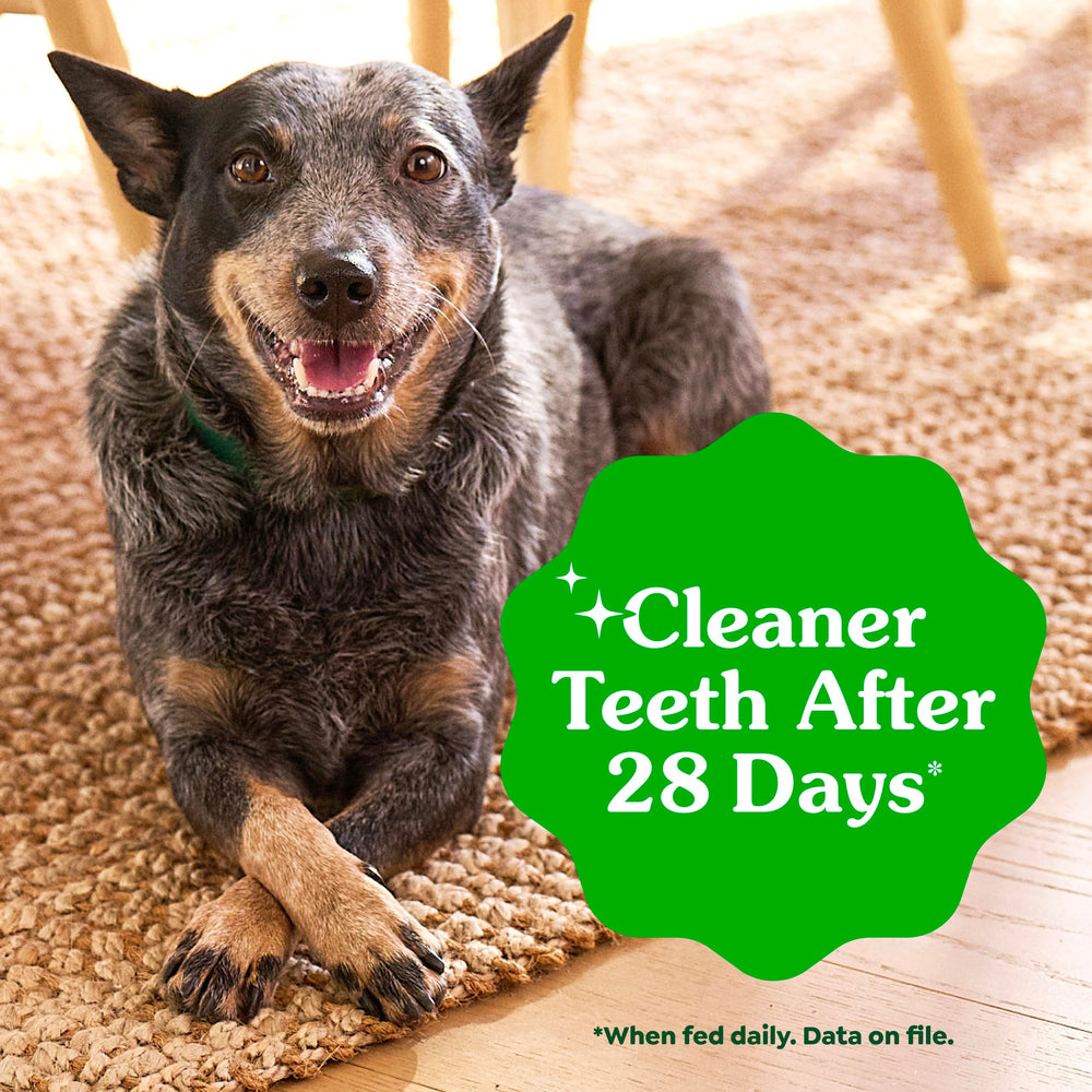 Propriétaire tenant Greenies Teenie avant de donner récompense appétissante