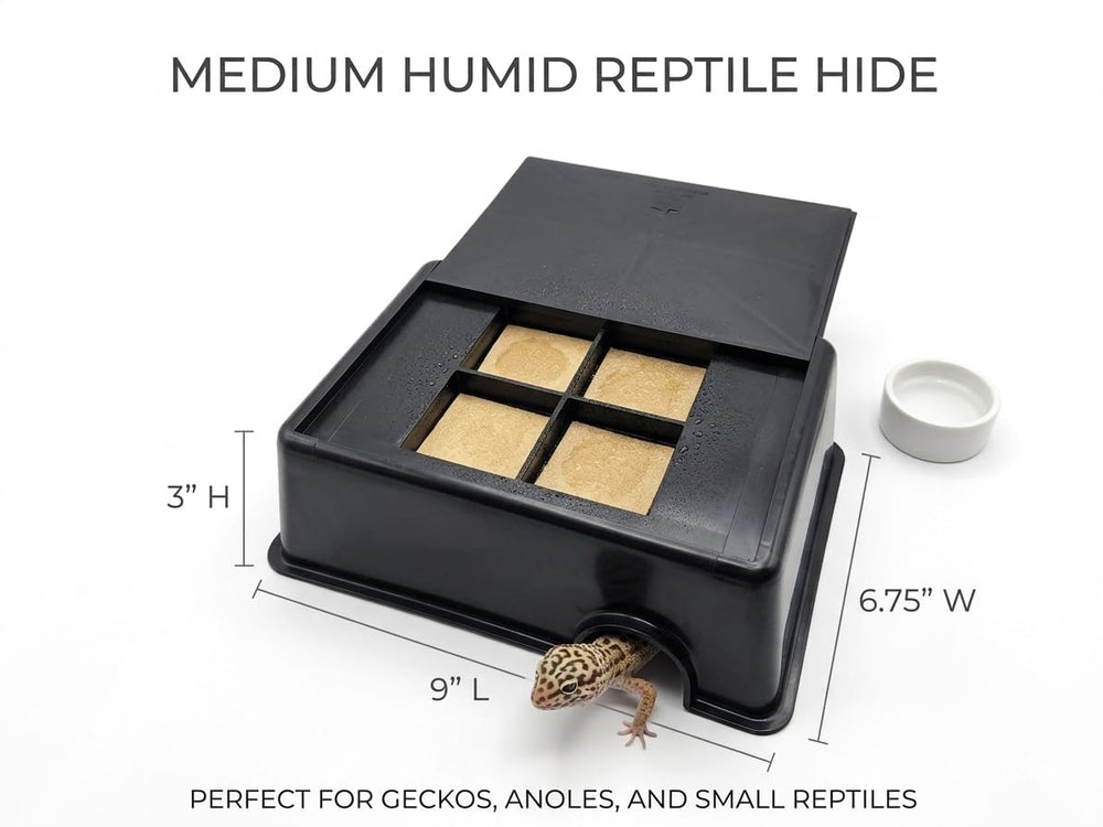 Groveland Geckos éponges humides détail facilitant humidification et nettoyage