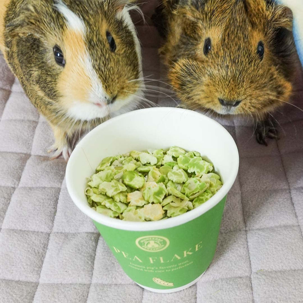 GuineaDad contenant à double ouverture facilitant distribution et alimentation contrôlée