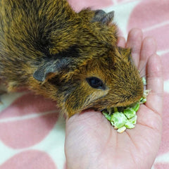 GuineaDad flocons donnés à la main pour renforcer le lien entre propriétaire et animal