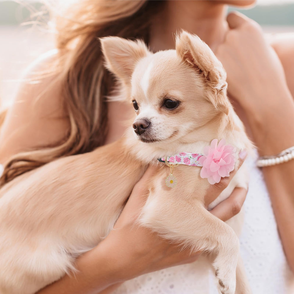 Guiqulai collier porté par petit chien lors d'une promenade, look féminin et léger